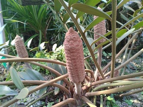 幸運草鐵樹|像極了烤玉米! 典藏植物園「幸運草鐵樹」夏季限定觀賞